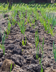 Fototapeta na wymiar plantation of onions in the orchard.Cultivation of organic vegetables for domestic use.close-up of the onion plantation