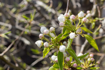 Blooming pear tree. White flowers on a pear tree. Spring background