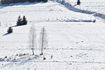 Brzoza (betula), dwa samotne drzewa na górze pokrytej śniegiem.