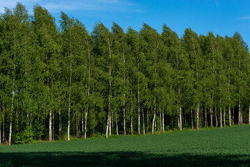 Las brzozowy (Betula L.), błękitne niebo i zielona trawa. - obrazy, fototapety, plakaty