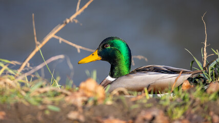 Duck male on the river bank on a sunny autumn afternoon. A blurred background that cuts off the subject nicely
