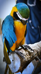 Exotic birds live in the tropics of Indonesia, looks very beautiful