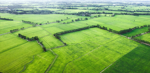 Aerial view of Green rice paddy field, farming cultivation in agricultural land at countryside
