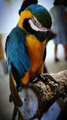 Exotic birds live in the tropics of Indonesia, looks very beautiful