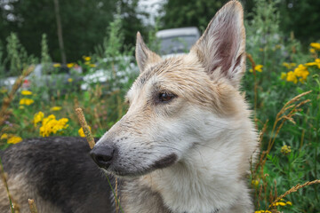 Obraz premium Dog in the rain seat in a puddle