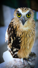 Exotic birds live in the tropics of Indonesia, looks very beautiful