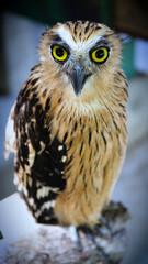 Exotic birds live in the tropics of Indonesia, looks very beautiful