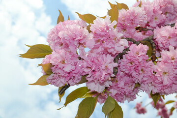 Beautiful Pink Sakura flowers, cherry blossom during springtime against blue sky, toned image with sun leak. High quality photo