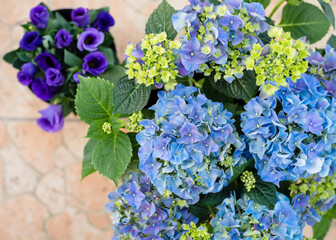 Blooming hydrangea and purple eustoma on the balcony. Top view.