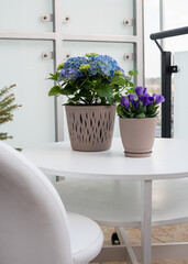 Blooming hydrangea and purple eustoma in beige flower pots on the balcony. Flower composition at home, beautiful flowers on the loggia, garden furniture, house plants.