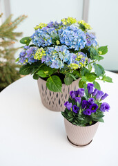 Blooming hydrangea and purple eustoma in beige flower pots on the balcony. Flower composition at home, beautiful flowers on the loggia, garden furniture, house plants.