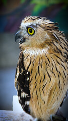 Exotic birds live in the tropics of Indonesia, looks very beautiful