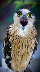 Exotic birds live in the tropics of Indonesia, looks very beautiful