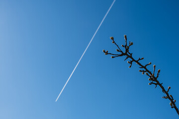 A branch of an apple tree with flower buds that have not yet blossomed against the background of a bright blue spring sky with a white stripe from a flying plane. Selective focus