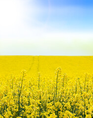 Canola field on blue sky and sun spring background. Oilseed rape agricultural field. Field of...