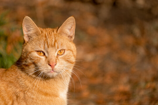 Portrait of a funny beautiful ginger fluffy cat with orange eyes. outdoors on autumn background. Orange Cat