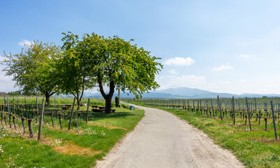 Panoramaweg in Heitersheim Breisgau