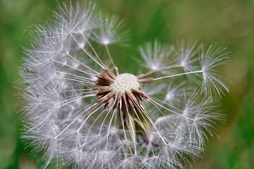 Eine Pusteblume auf der wiese