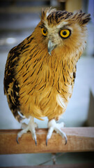 Exotic birds live in the tropics of Indonesia, looks very beautiful