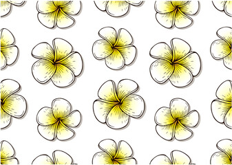 Outline drawing pattern of tropical plumeria flower isolated on white background. Sketch white and yellow exotic flowers wallpaper. Hand drawn Summer floral textile design. Spring vector illustration.