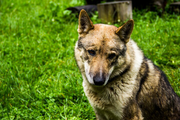 a big mongrel dog portrait