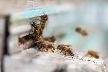Close-up of a bee flying into a hive. Wooden beehive and bees. Beekeeping concept