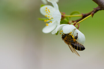A honey bee takes nectar from a spring white cherry flower. Close-up of an insect on a background of blossom and greenery 