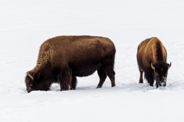 Two American Bison (Bison bison) foraging in snow during winter, Yellowstone National Park, Wyoming, United States.