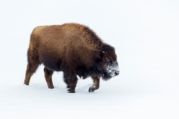Fototapeta premium Young American Bison (Bison bison) walking in snow during winter, Yellowstone National Park, Wyoming, United States.