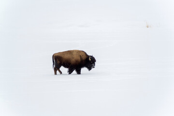 American Bison (Bison bison) juvenile walking in snow during winter, Yellowstone National Park, Wyoming, United States. © andreanita