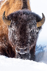 Frozen American Bison (Bison bison) standing in snow, looking at camera, Yellowstone National Park, Wyoming, United States.