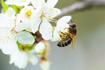 Close-up of a honey bee on a spring white cherry blossom - obrazy, fototapety, plakaty