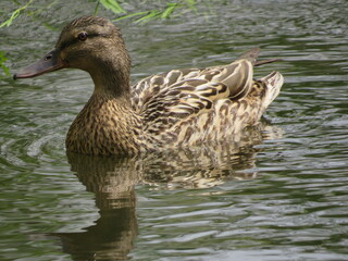 duck on the water
