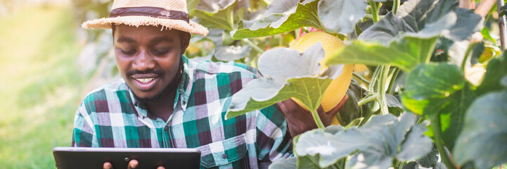 African farmer using tablet for research the melon in organic farm.Agriculture or cultivation...