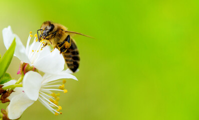 A honey bee takes nectar from a spring flower of a white cherry on a background of flowering and greenery. Empty space for an inscription - obrazy, fototapety, plakaty