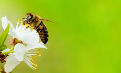 Foto op Aluminium Een honingbij neemt nectar van een lentebloem van een witte kers op een achtergrond van bloei en groen. Lege ruimte voor een inscriptie © Yarkovoy
