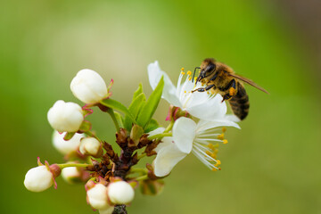 A honey bee takes nectar from a spring white cherry flower. Close-up of an insect on a background of blossom and greenery 