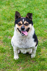 Funny white-black-brown mongrel dog looks at the camera and smiles, sticking out his tongue