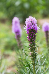 Purple flowers in nature background.