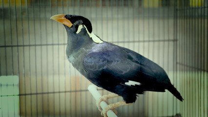 Exotic birds live in the tropics of Indonesia, looks very beautiful