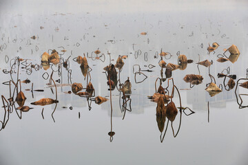 Broken lotus flowers,in the water
