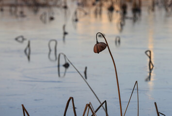 Broken lotus on the ice