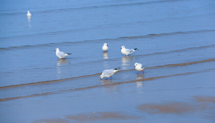 Many seagulls are playing by the sea