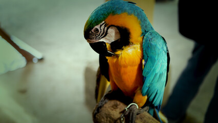Exotic birds live in the tropics of Indonesia, looks very beautiful