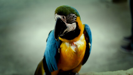 Exotic birds live in the tropics of Indonesia, looks very beautiful