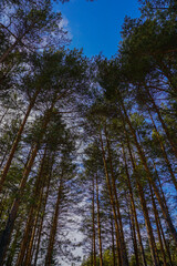 Fototapeta premium trees in the woods