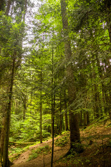 Fototapeta na wymiar a spruce forest, Skole Beskids National Nature Park, Ukraine