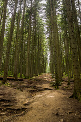 Obraz premium trail in forest, Skole Beskids National Nature Park, Ukraine