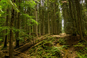 wooden ladder in spruce forest in Ukrainian Carpathian, Skole Beskids National Nature Park, Ukraine