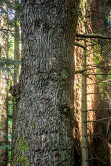 trunk of a spruce tree in Ukrainian Carpathian, Skole Beskids National Nature Park, Ukraine